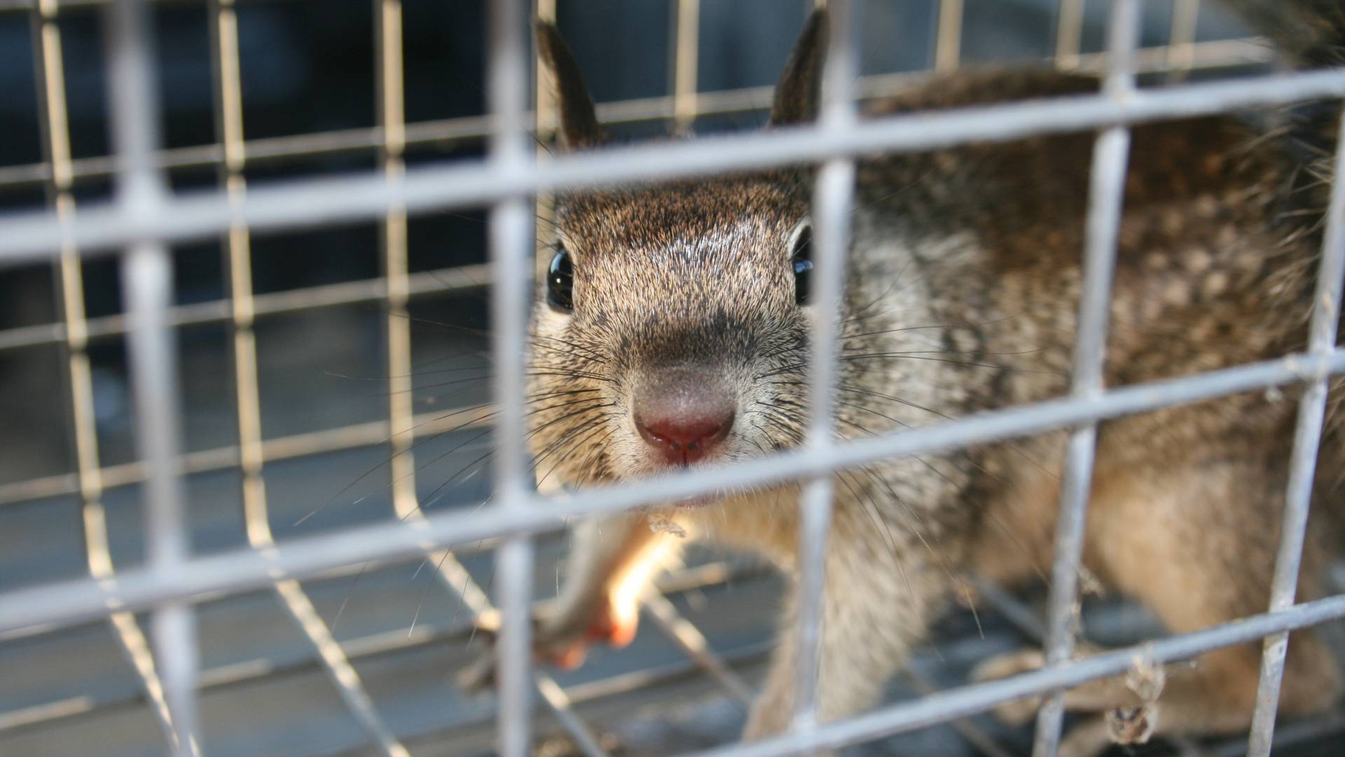 caged squirrel
