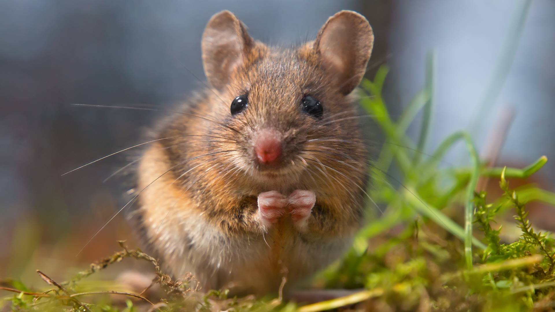 field mouse