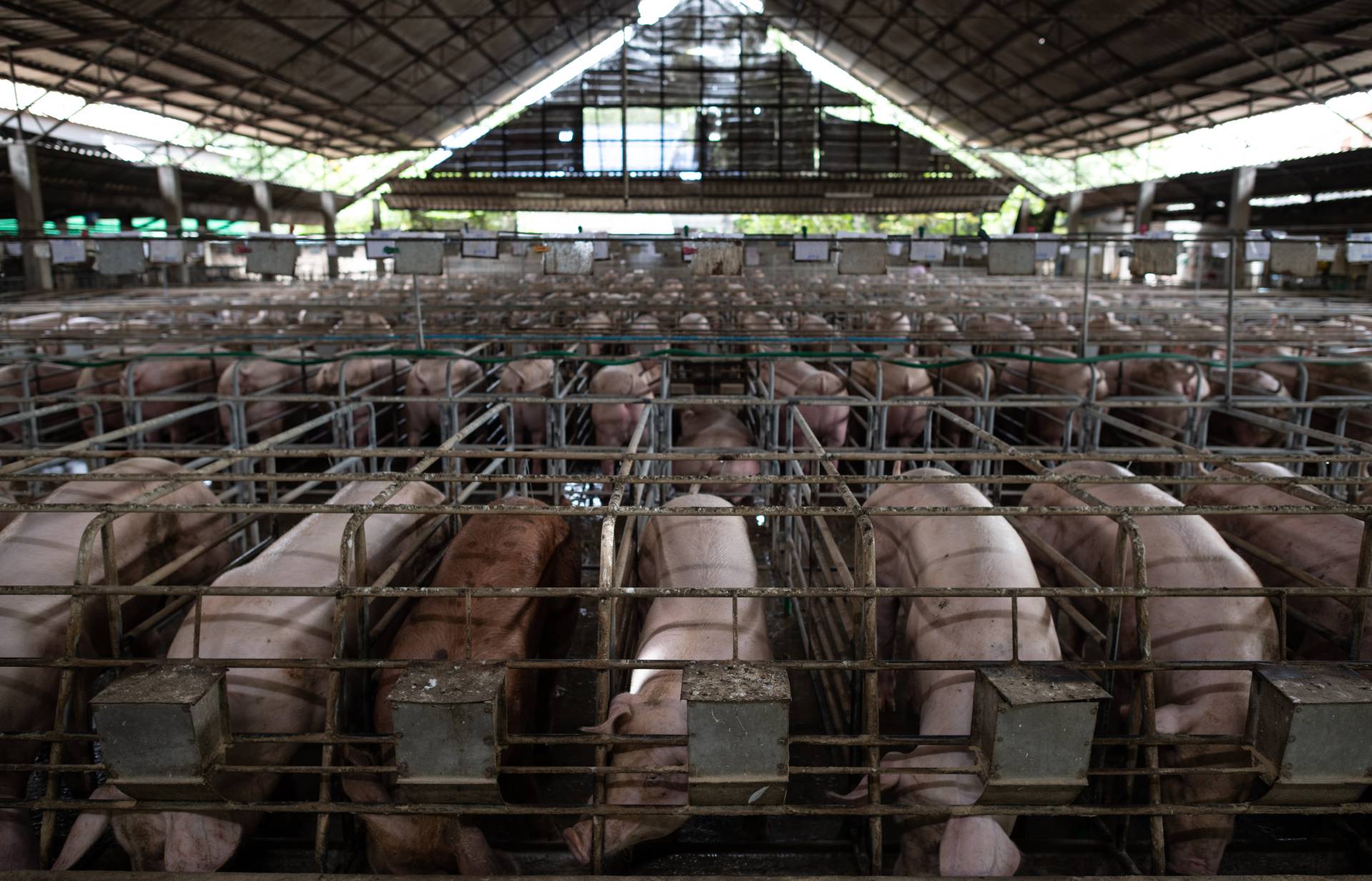 factory farm