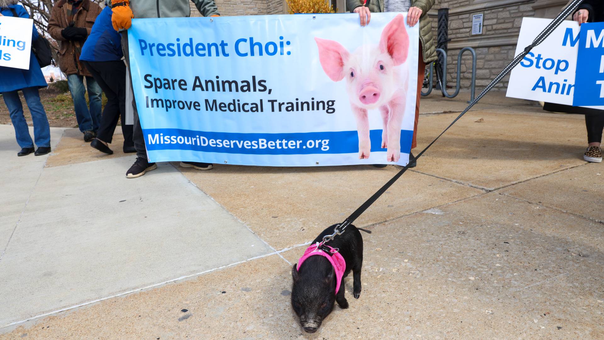 little pig at demo