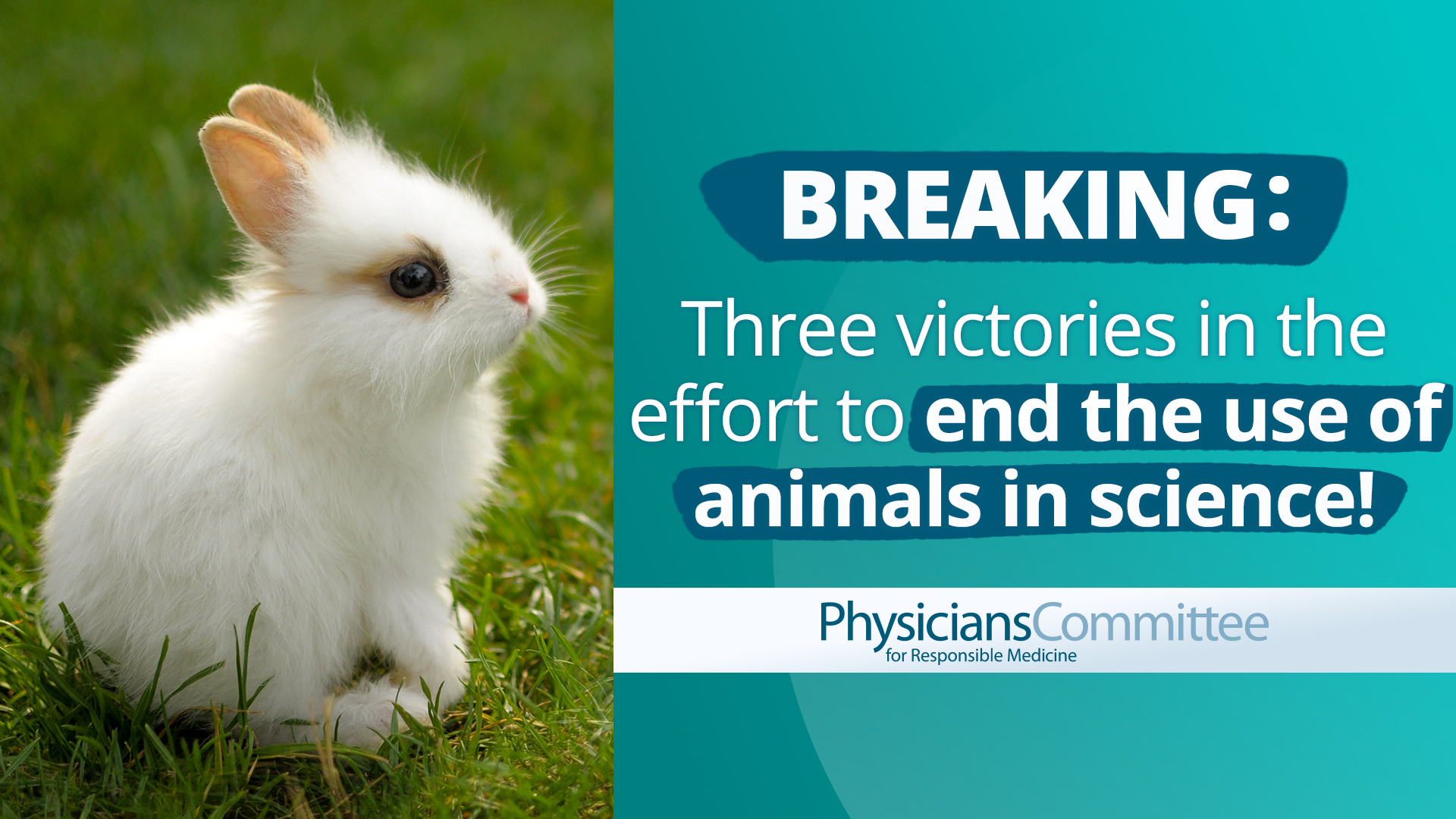 Breaking: Three victories in the effort to end the use of animals in science