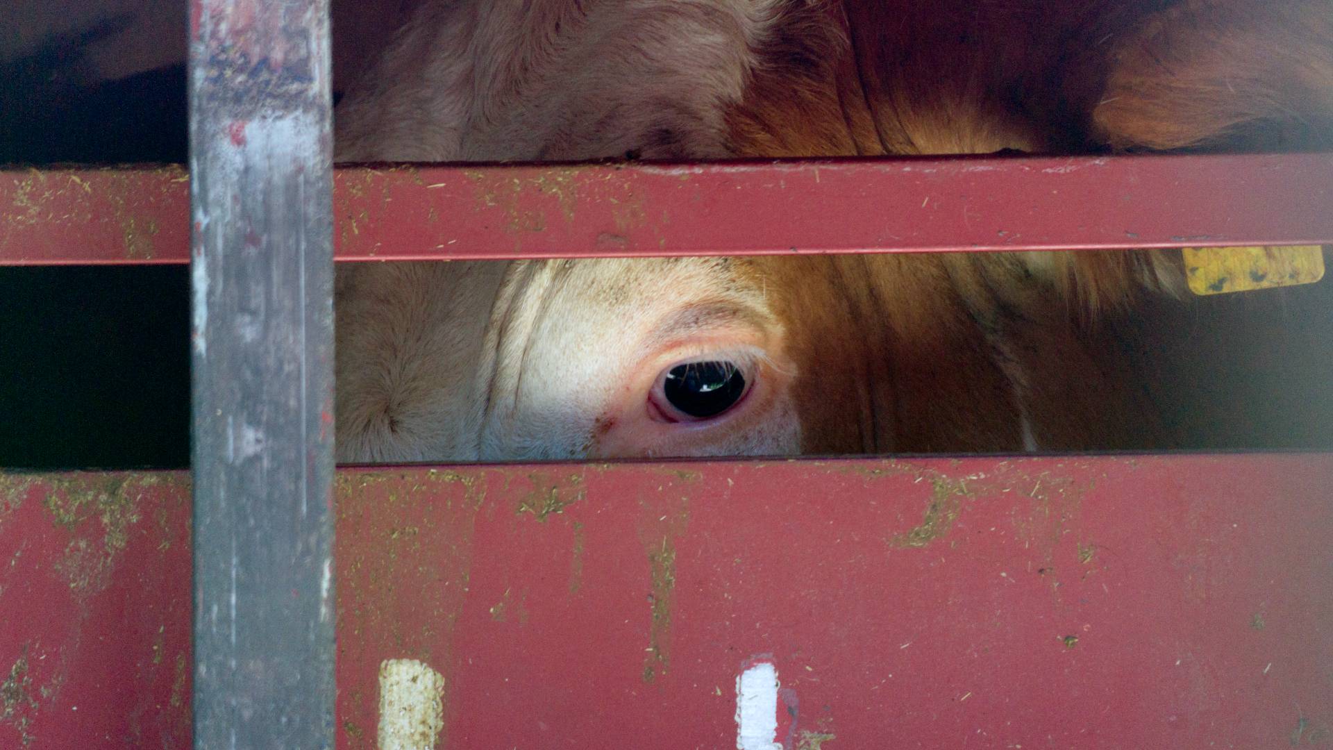 cow fenced in truck