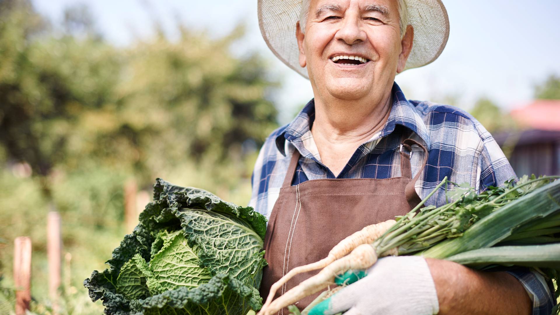 senior gardening with veggies