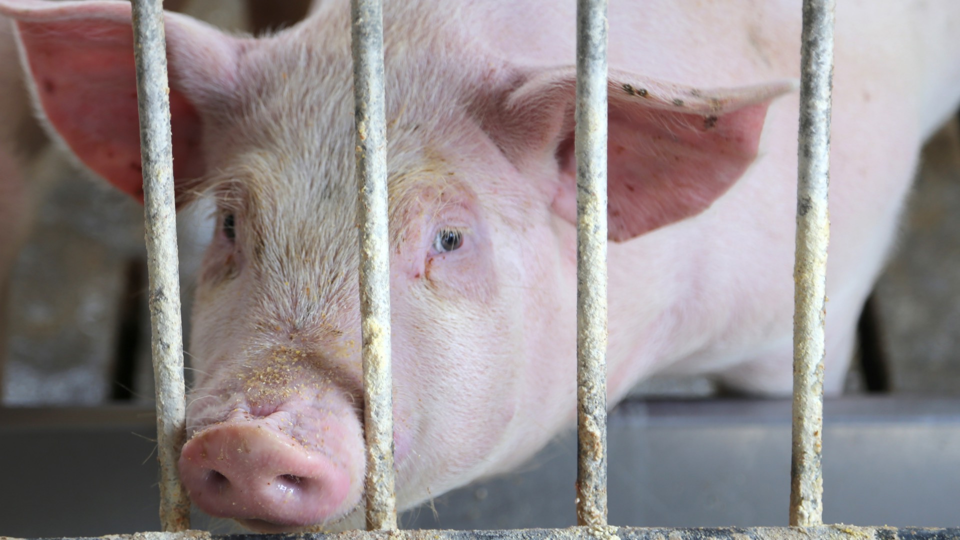 pig behind bars