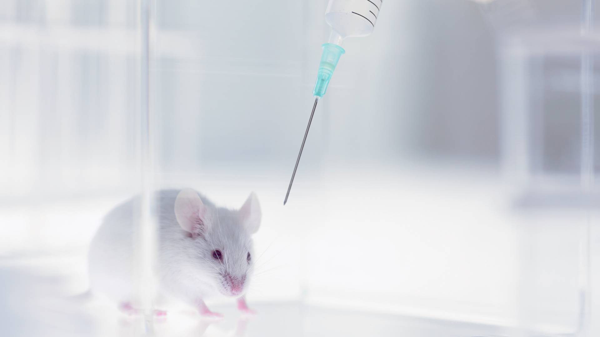 mouse and syringe