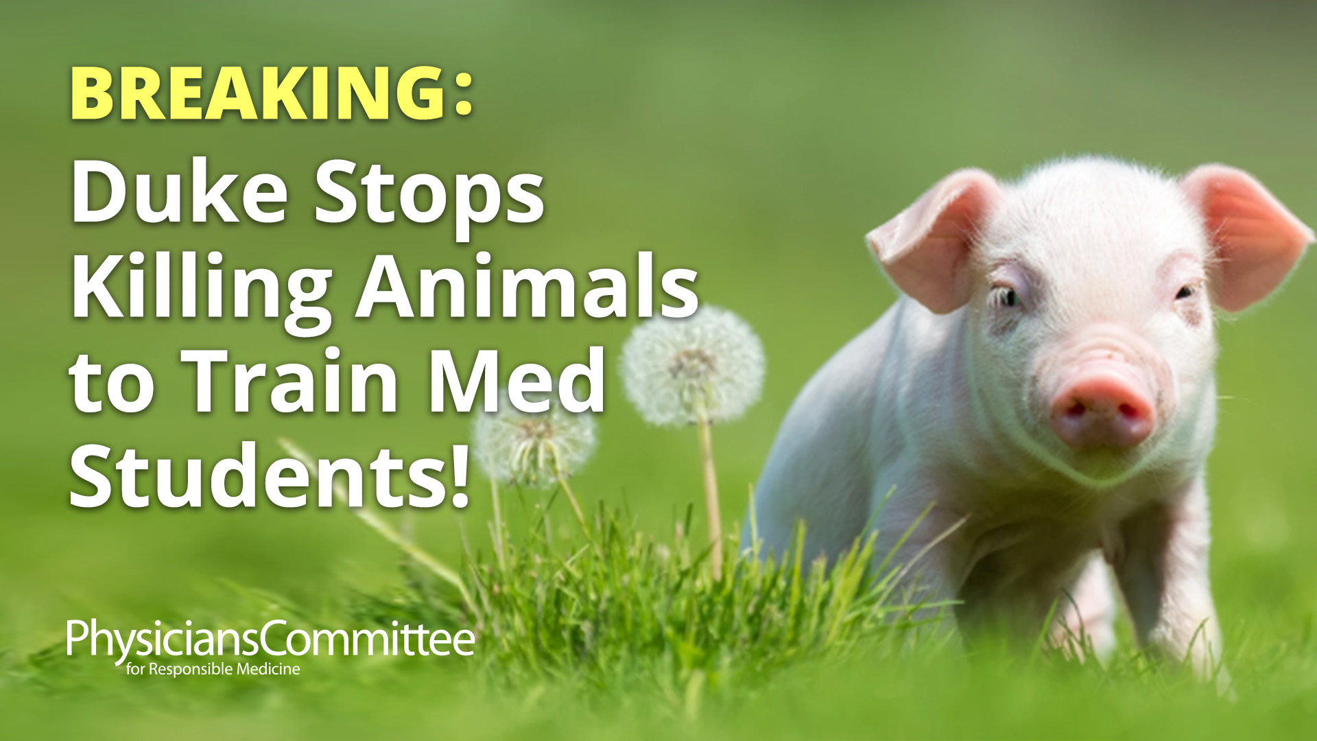 The Physicians Committee Congratulates Duke University on Replacing Animals in Medical Student Curriculum