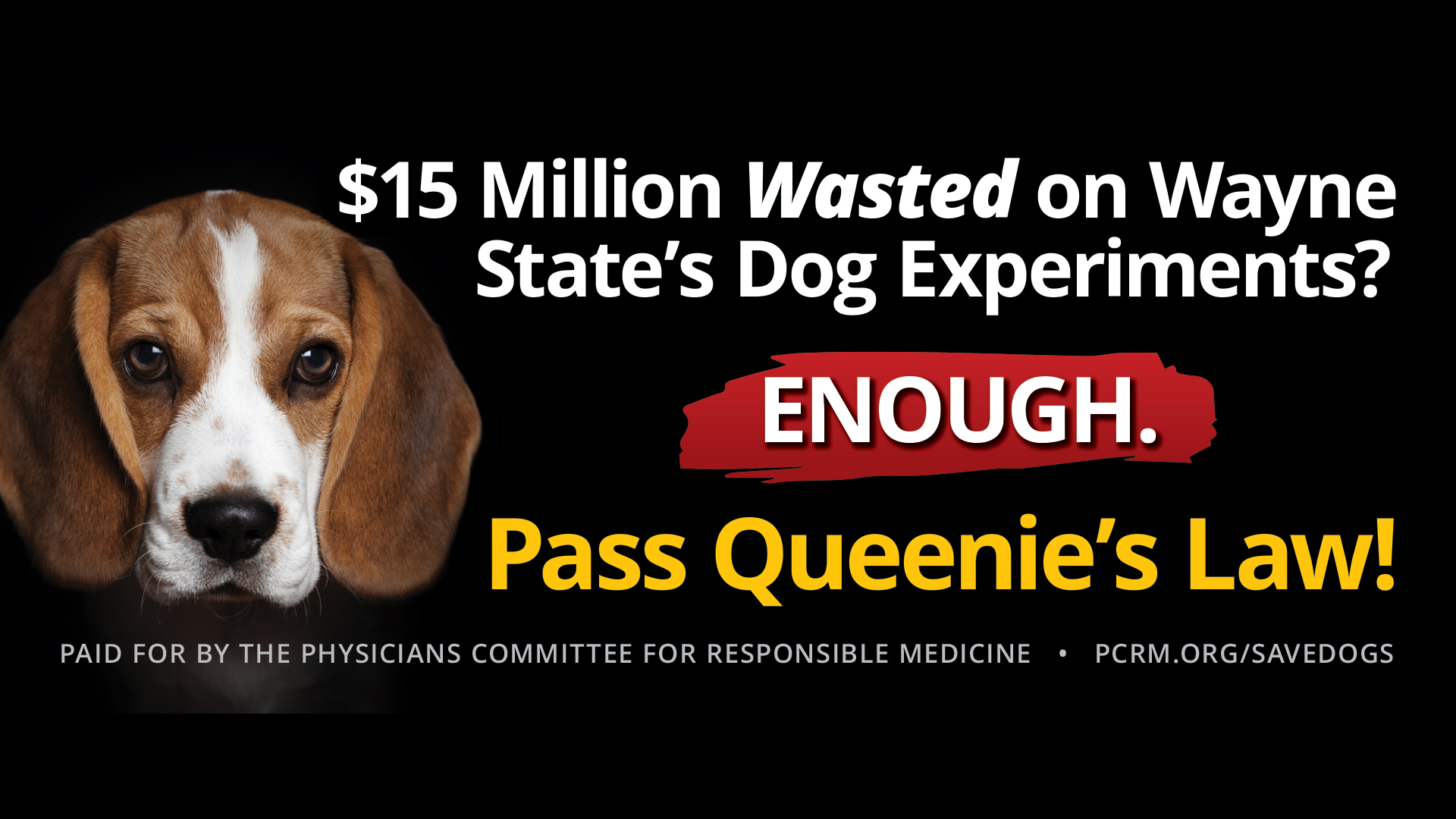$15 Million Wasted on Wayne State’s Dog Experiments? ENOUGH. Pass Queenie’s Law!