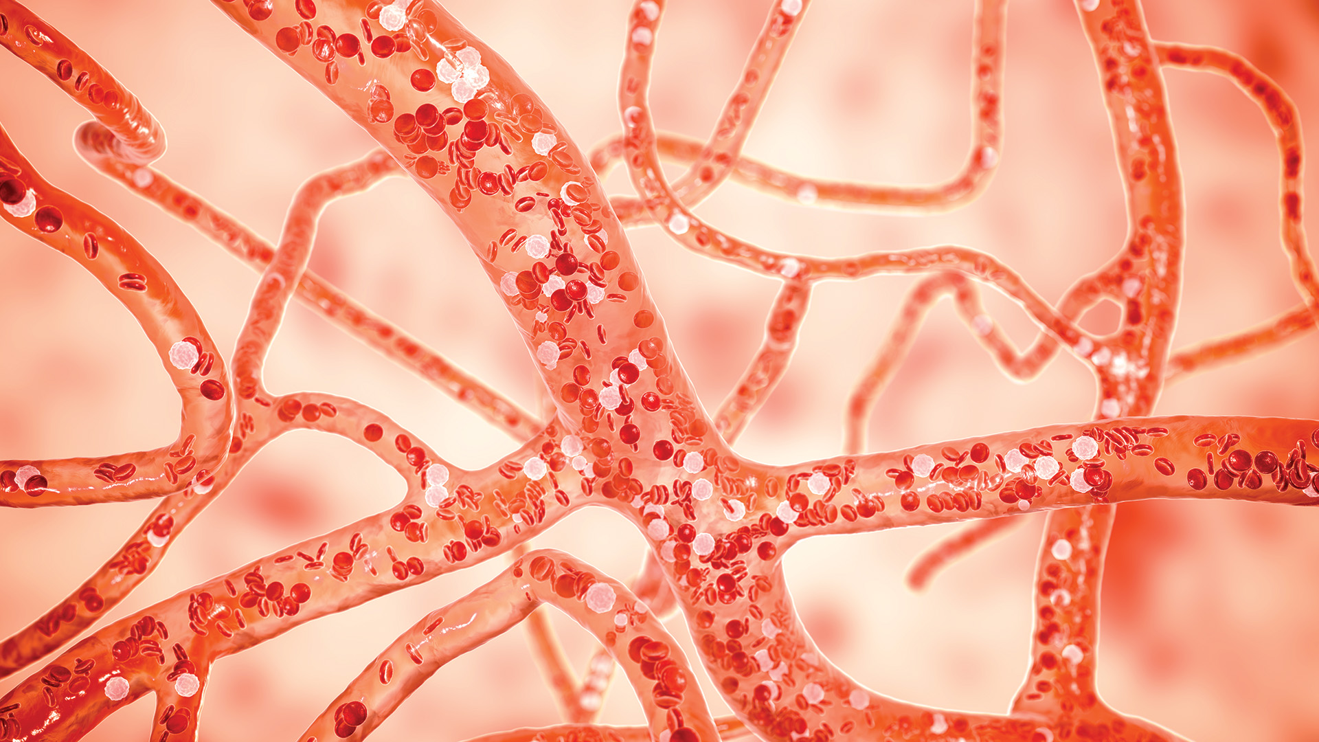 Blood Vessels