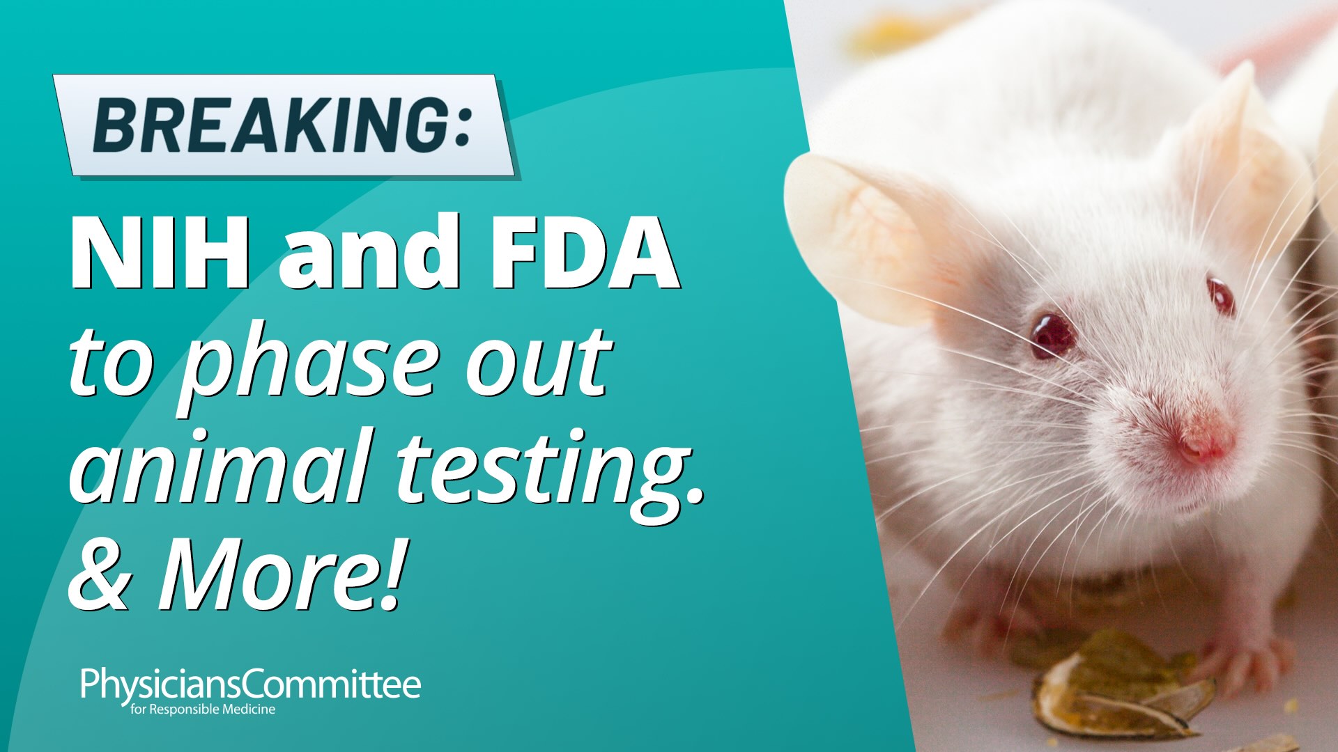 NIH and FDA to phase out animal testing