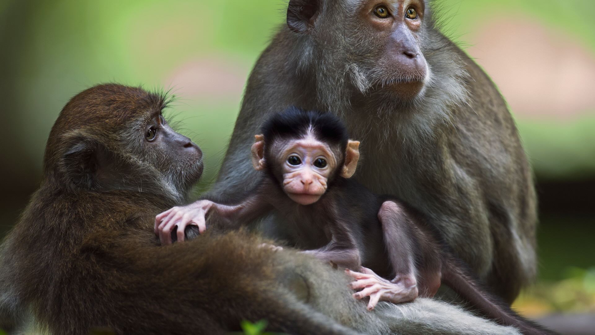 macaques