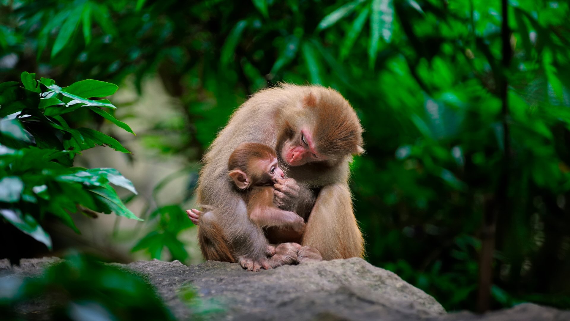 female monkey and its baby