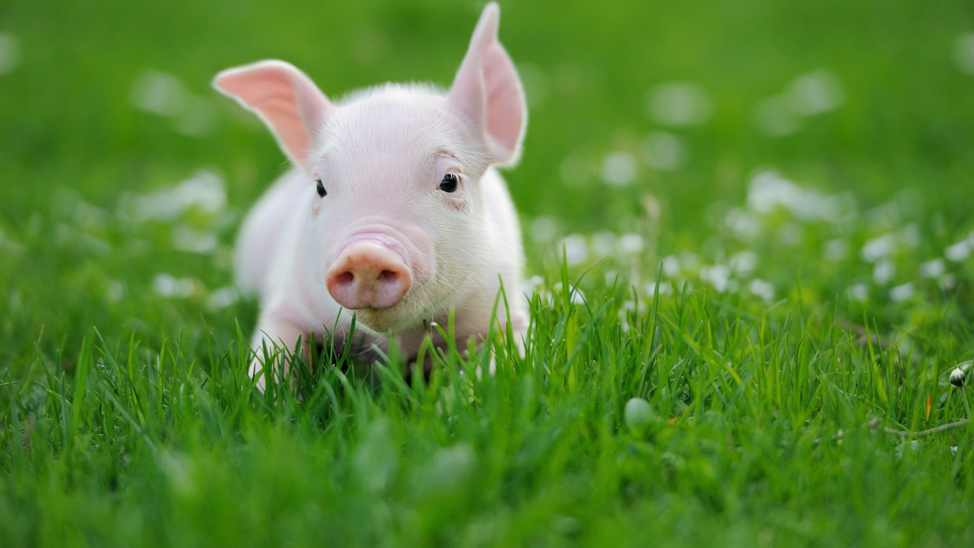 pig in grass