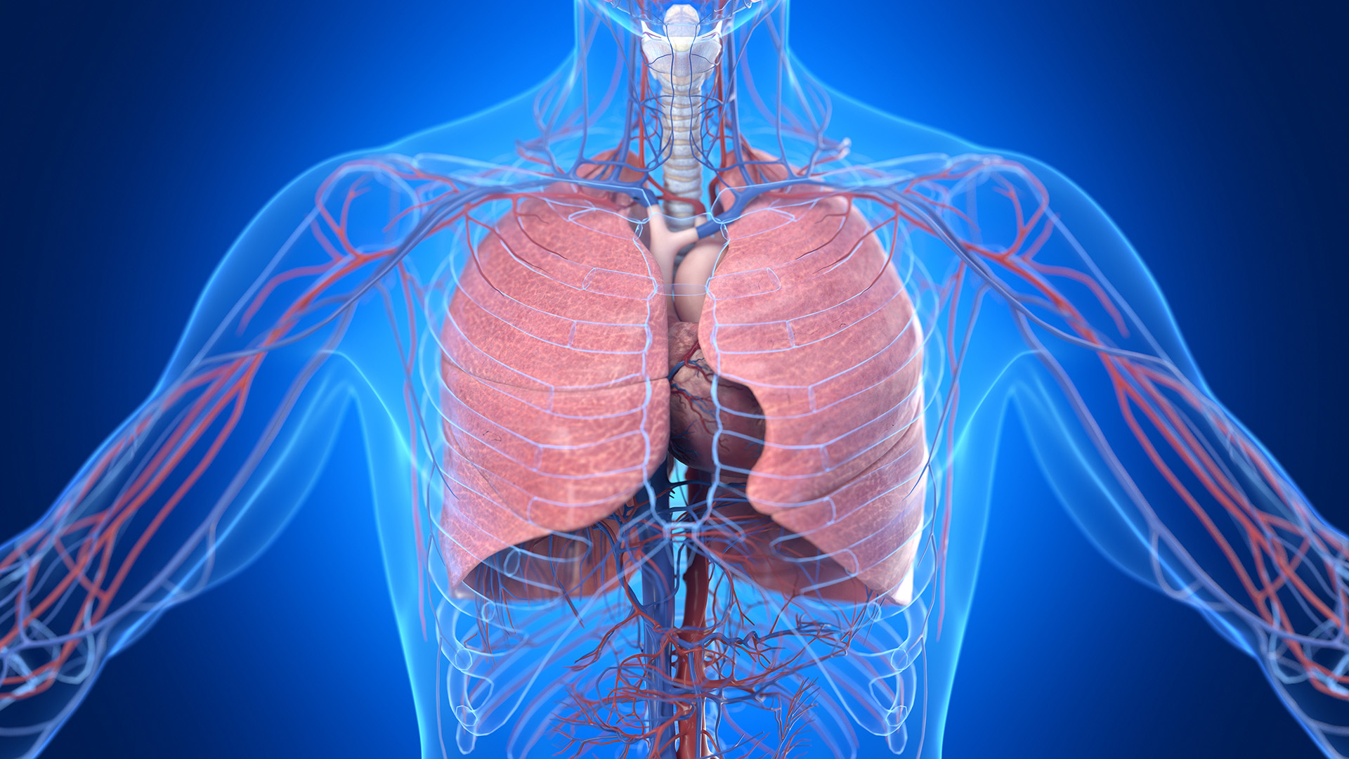 cardiopulmonary system