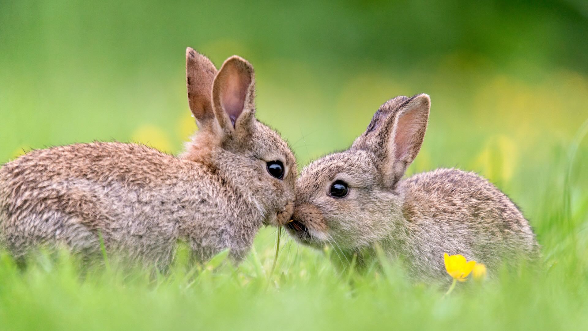kissing rabbits