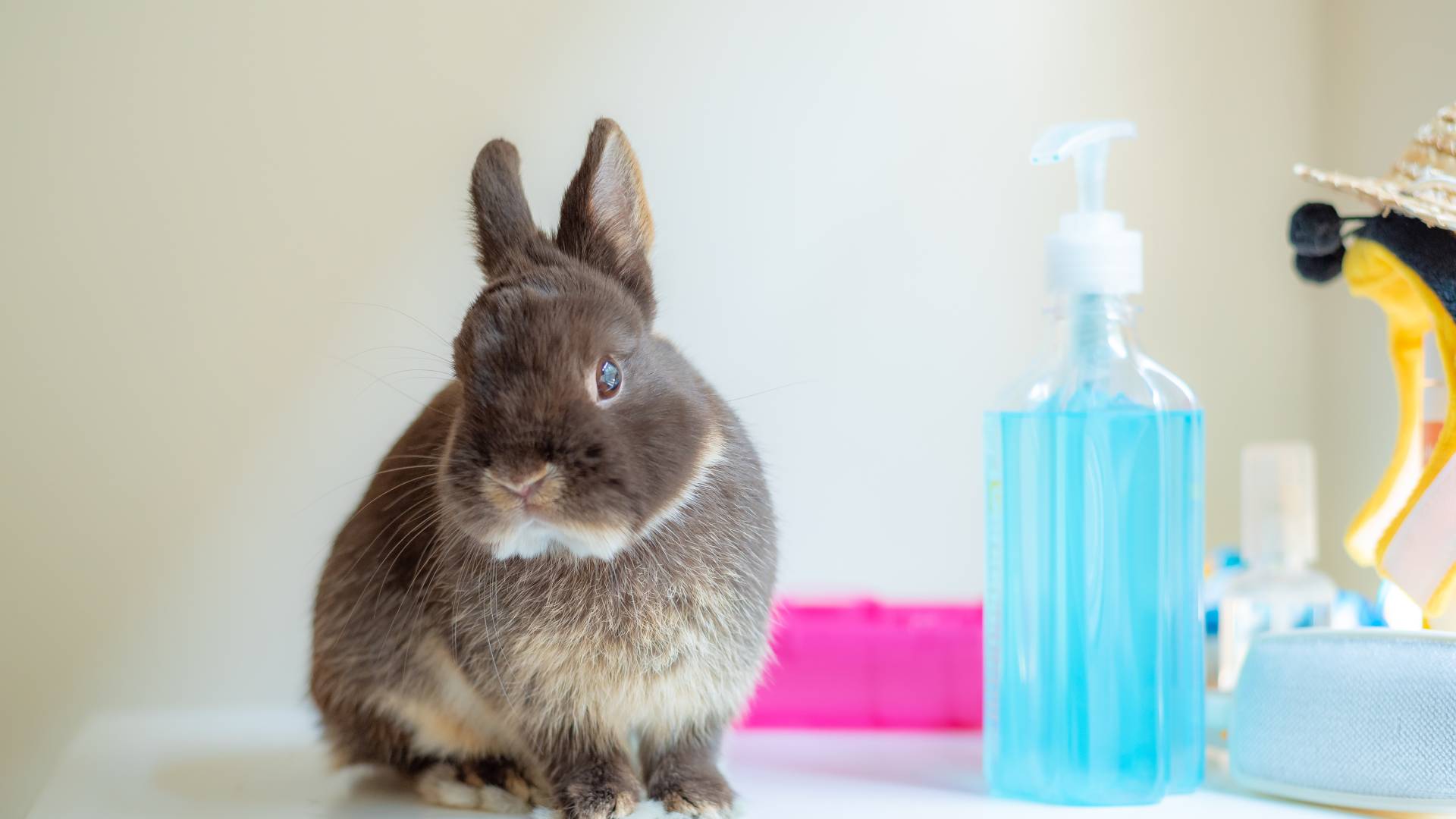 rabbit in lab