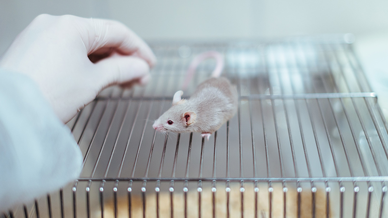 Failure to Replicate: A Big Nail in the Animal Research Coffin