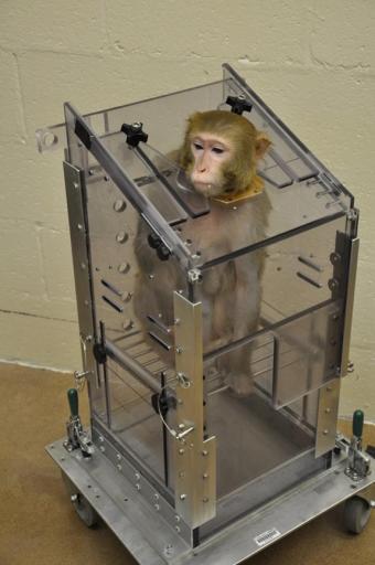 Nonhuman primate “restraint chair” with a neck plate