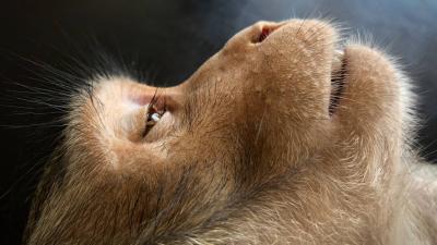 Another Year of Progress! OECD Adopts New Nonanimal Test Guidelines Another Year of Progress! OECD Adopts New Nonanimal Test Guidelines