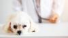 dog with doctor