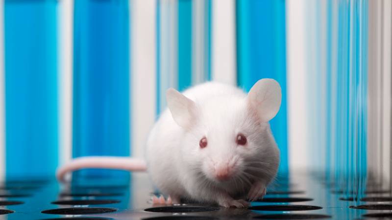 Editorial Questions Relevance of Mouse Models in Neuroscience
